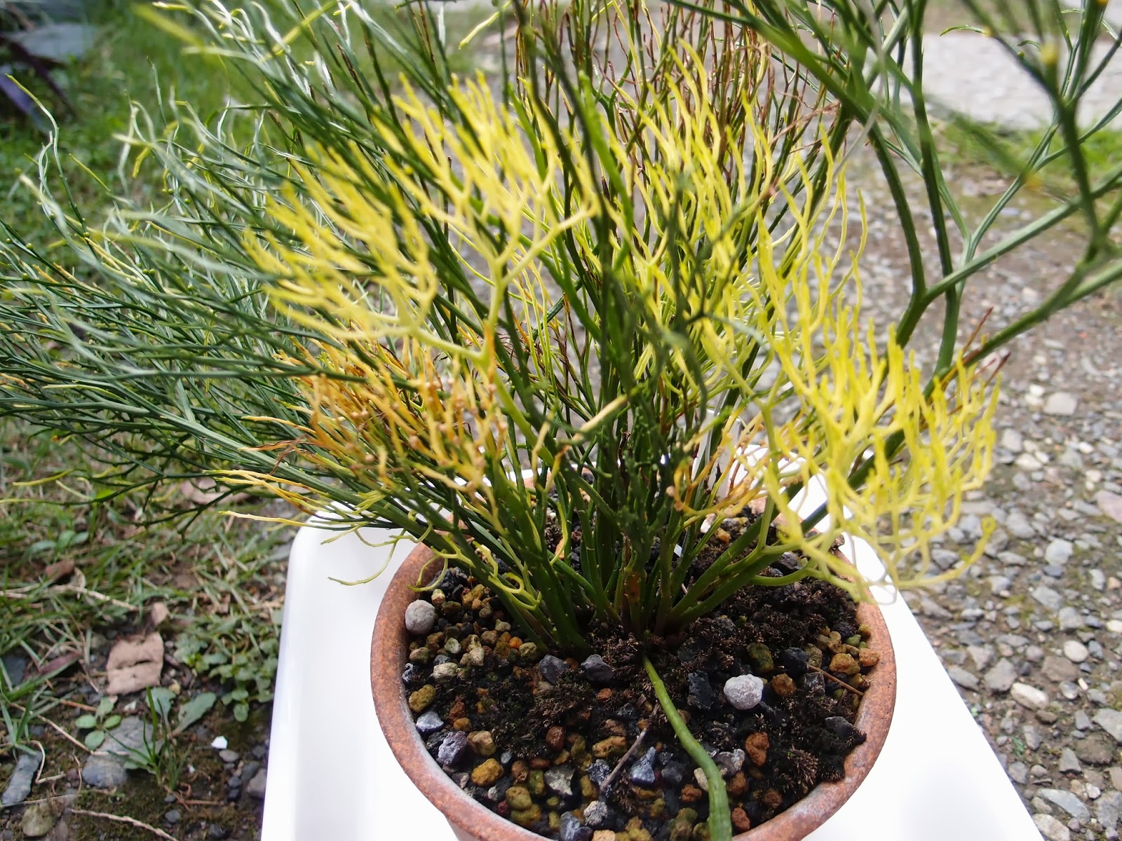 富嶽ノ虹　松葉蘭　シダ植物